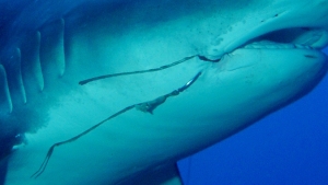 close up of shark with hook in jaw