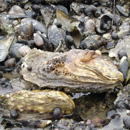 Oysters improving water quality on Maui come from UH Hilo aquaculture center