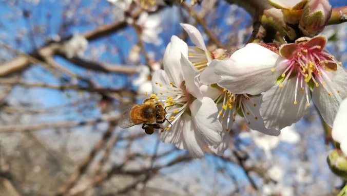 bee pollinating flower