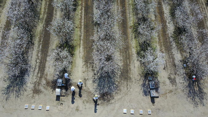 trees in rows