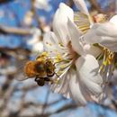 To bee, or not to bee, a question for almond growers