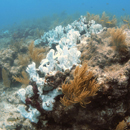 Climate change could kill coral reefs by 2100, UH led study says