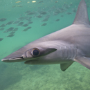 Hammerhead sharks hold breath to keep warm on deep dives