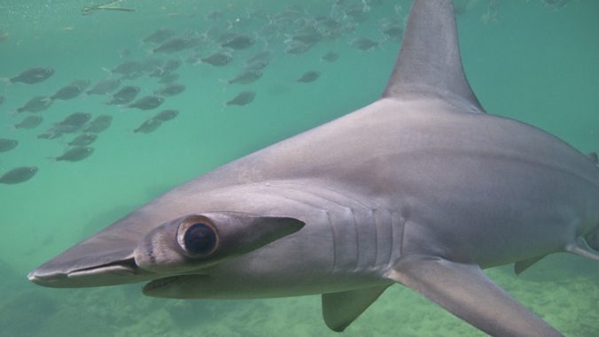 a scalloped hammerhead shark