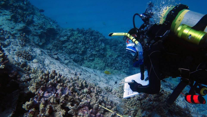 scuba diver surveying coral