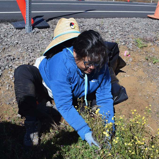 Volunteers protect precious māmane on Maunakea, remove invasive weeds