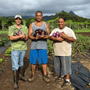 UH program connects public, local farmers during pandemic
