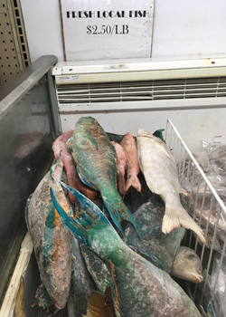 parrotfish in cooler