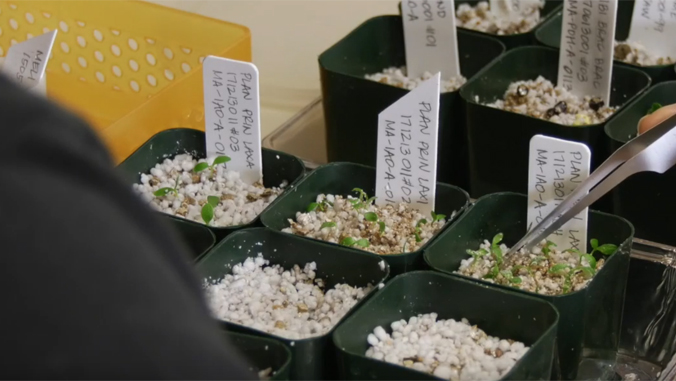 plant seedlings