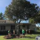 Alice Ball: Cultivating a UH legacy