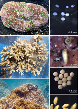 larval stages of corals