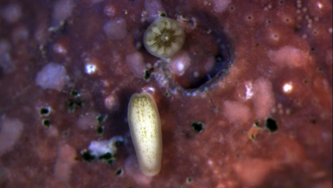 coral larvae