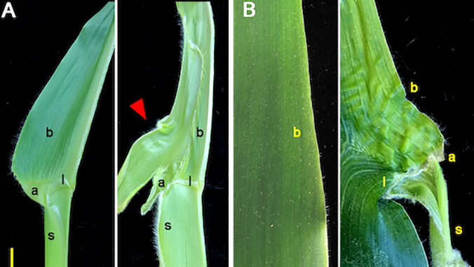 mutated maize leaves