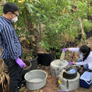 COVID-19 in Honolulu wastewater reflects levels of infection