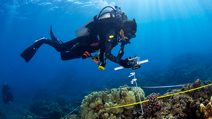 scuba diver looking at coral