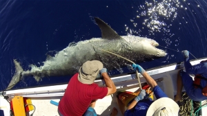 shark beside researchers boat