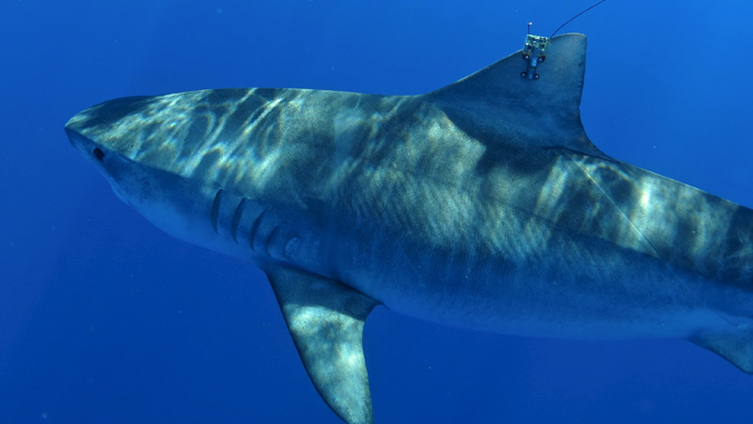 tiger shark