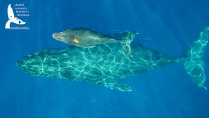 whale and calf swimming