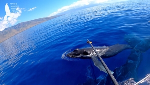 whale calf