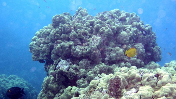 polluted coral reefs