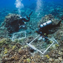 Collaborative coral study compares old, new scientific techniques