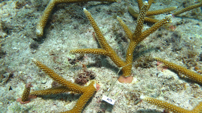 staghorn coral just planted