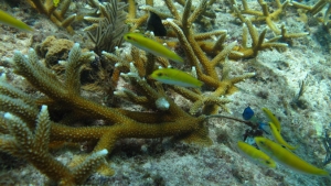 healthy staghorn coral