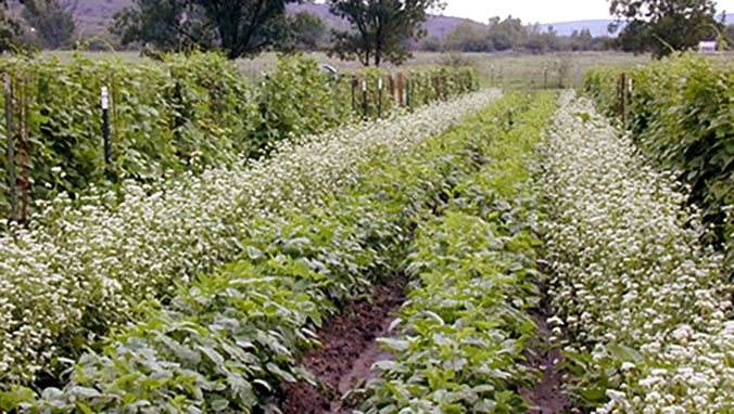 Buckwheat