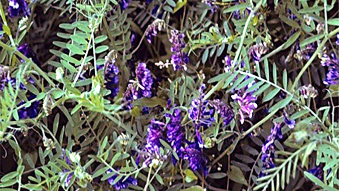 Purple vetch