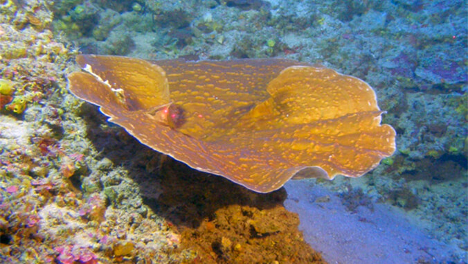 coral