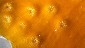 magnified view of coral