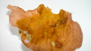 coral