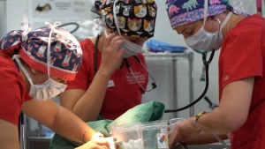 vets cleaning dog's teeth