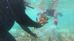coral extraction