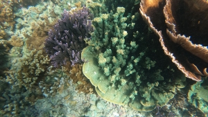 coral