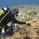 Early detection system for nuisance alga infesting Papahānaumokuākea reefs