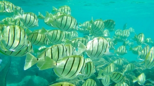 fish in Hanauma Bay