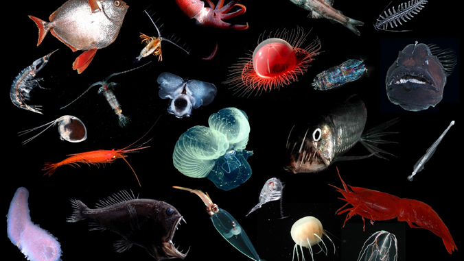 midwater animal biodiversity