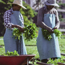 UH, watercress farm conduct sustainability research