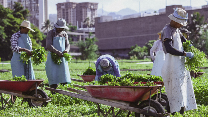 people farming