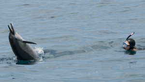 people swimming with dolphins