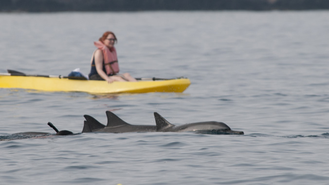 people watching dolphins from a boat