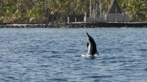 dolphin jumping