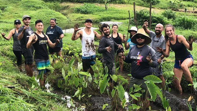 students working in the taro field