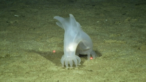 sea cucumber