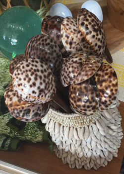 spoons made of snail shells