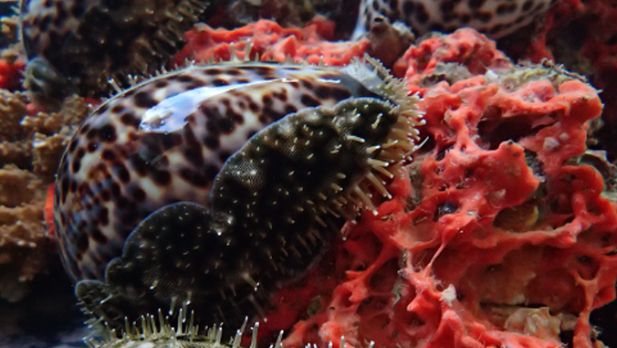 snails eating a sponge