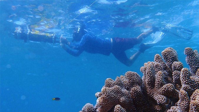 diver by coral reef