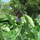 1st taro genome assembly developed by researchers