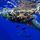 Urgent global plea to reduce plastic pollution